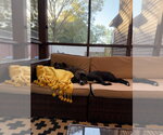 Small Photo #4 Mutt Puppy For Sale in Mooresville, NC, USA