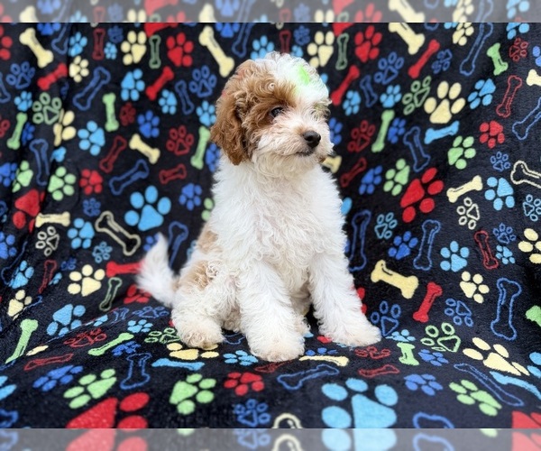 Medium Photo #5 Poodle (Miniature) Puppy For Sale in LAKELAND, FL, USA