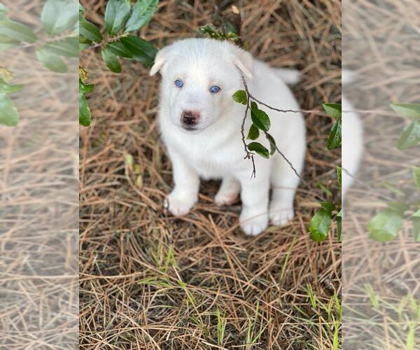Medium Photo #1 Siberian Husky Puppy For Sale in BROOKSVILLE, FL, USA