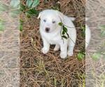 Small Photo #1 Siberian Husky Puppy For Sale in BROOKSVILLE, FL, USA