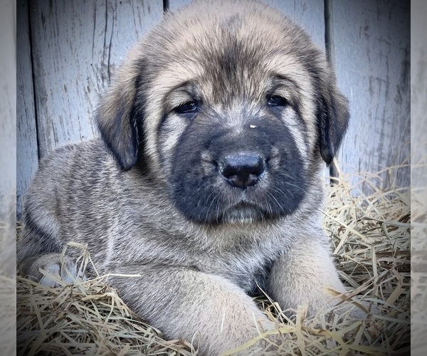 Medium Photo #1 Spanish Mastiff Puppy For Sale in SIGNAL MOUNTAIN, TN, USA