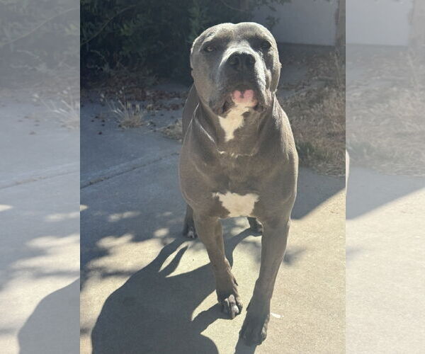 Medium Photo #2 American Pit Bull Terrier-Unknown Mix Puppy For Sale in Woodland, CA, USA