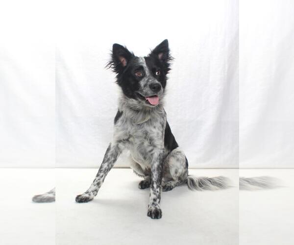 Medium Photo #2 Mutt Puppy For Sale in Burbank, CA, USA