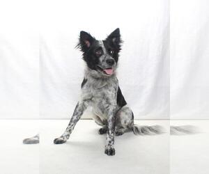 *OZZIE - Male Mutt Dog for Adoption - Photo #2