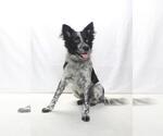 Small #1 Mutt