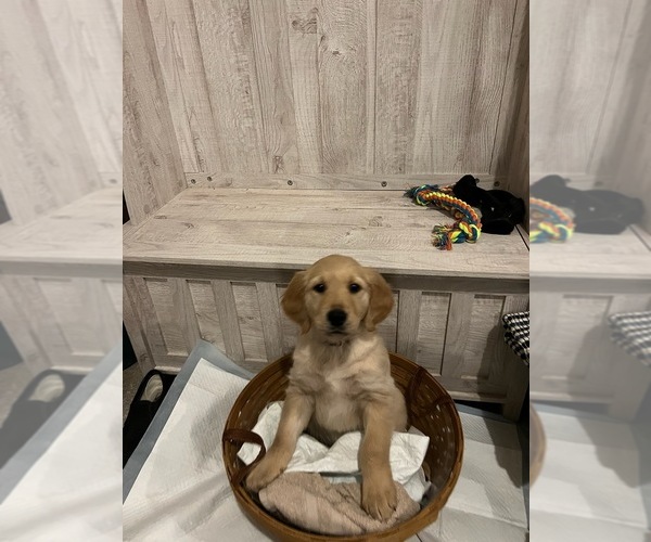 Medium Photo #1 Golden Retriever Puppy For Sale in PARIS, IL, USA
