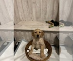 Small Photo #1 Golden Retriever Puppy For Sale in PARIS, IL, USA