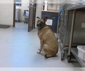 German Shepherd Dog-Unknown Mix Dogs for adoption in Fayetteville, NC, USA