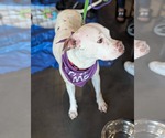 Small #10 Boxer-Mastiff Mix