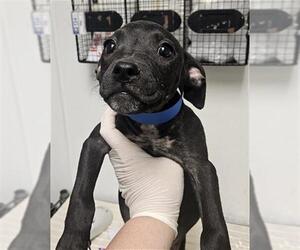 Mutt Dogs for adoption in Bakersfield, CA, USA