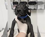 Small Mutt