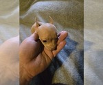 Small #3 Taco Terrier