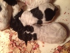 Small Photo #2 Pyredoodle Puppy For Sale in NASHVILLE, TN, USA
