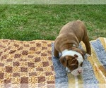 Small Photo #5 Olde English Bulldogge Puppy For Sale in ECRU, MS, USA