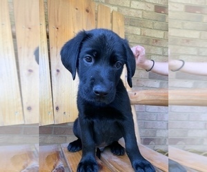 Labrador Retriever Puppy for sale in STATESVILLE, NC, USA