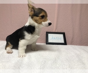 Pembroke Welsh Corgi Puppy for sale in ARTHUR, IL, USA