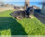 Small #2 French Bulldog