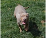 Small Photo #6 American Bully Puppy For Sale in UNIONVILLE, VA, USA