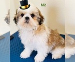 Puppy Cobra Shih Tzu