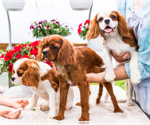 Cavalier King Charles Spaniel Litter for sale in WAKARUSA, IN, USA