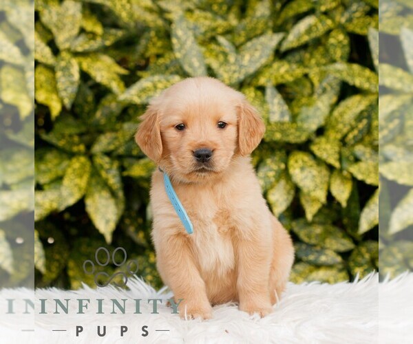 Medium Photo #1 Golden Retriever Puppy For Sale in NEW HOLLAND, PA, USA