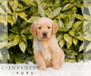 Golden Retriever Puppy for sale in NEW HOLLAND, PA, USA