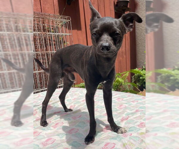 Medium Photo #6 Chihuahua-Unknown Mix Puppy For Sale in St. Louis Park, MN, USA