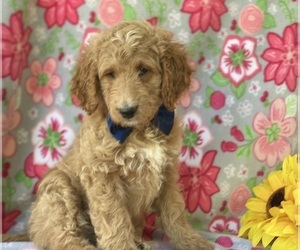 Goldendoodle (Miniature) Puppy for sale in LANCASTER, PA, USA