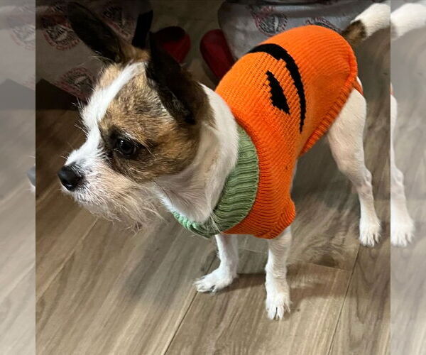 Medium Photo #2 Chihuahua-Unknown Mix Puppy For Sale in Monkton, MD, USA