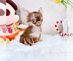 Chihuahua Puppy for sale in ASTORIA, NY, USA