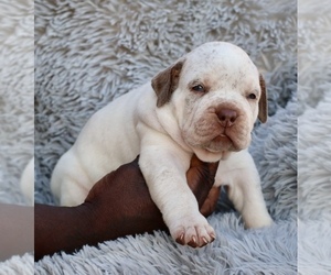 American Bully Puppy for sale in CHAMPAIGN, IL, USA