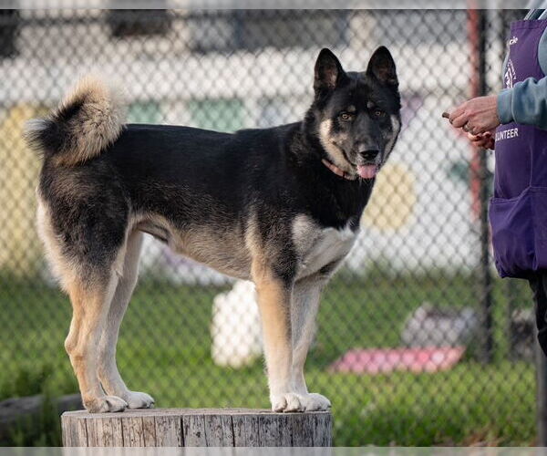 Medium Photo #2 Akita-Siberian Husky Mix Puppy For Sale in Santa Cruz, CA, USA