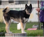 Small #1 Akita-Siberian Husky Mix