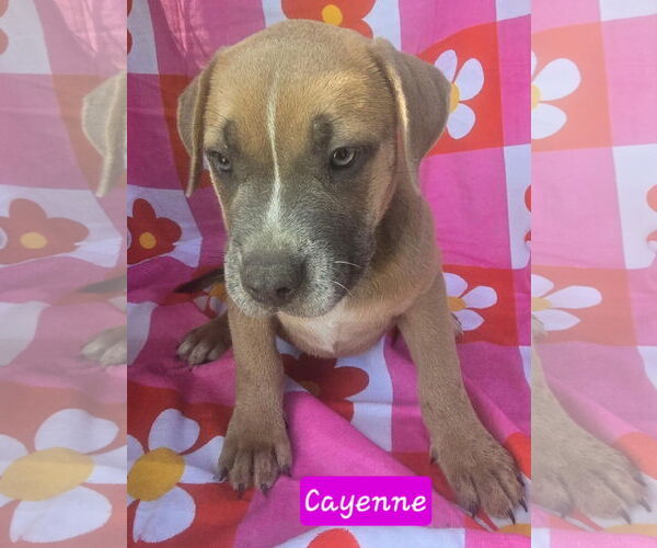 Medium Photo #6 Catahoula Leopard Dog-Unknown Mix Puppy For Sale in Alexander, AR, USA