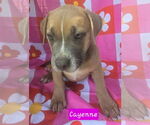 Small #5 Catahoula Leopard Dog Mix