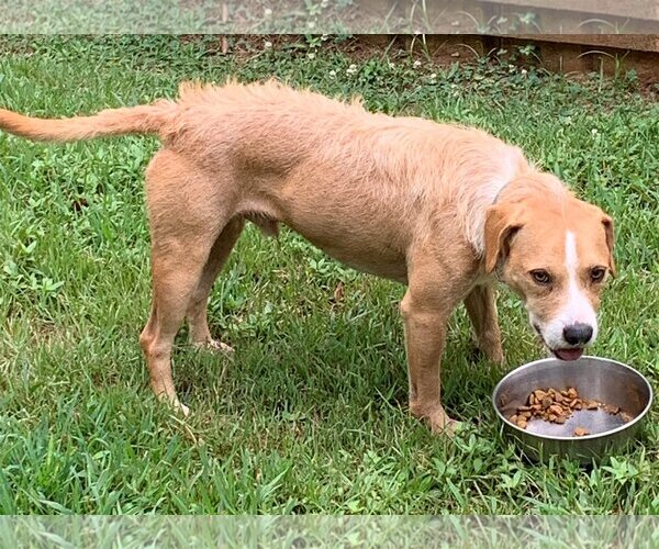 Medium Photo #16 Beagle-Unknown Mix Puppy For Sale in Meridian, MS, USA