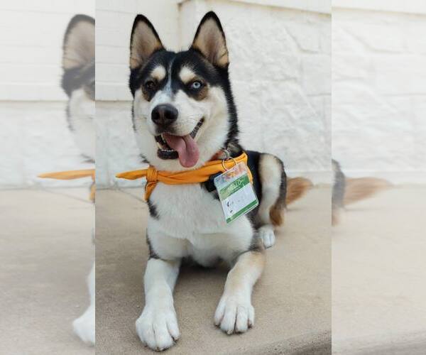 Medium Photo #2 Siberian Husky Puppy For Sale in Carrollton, TX, USA