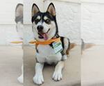 Small #1 Siberian Husky