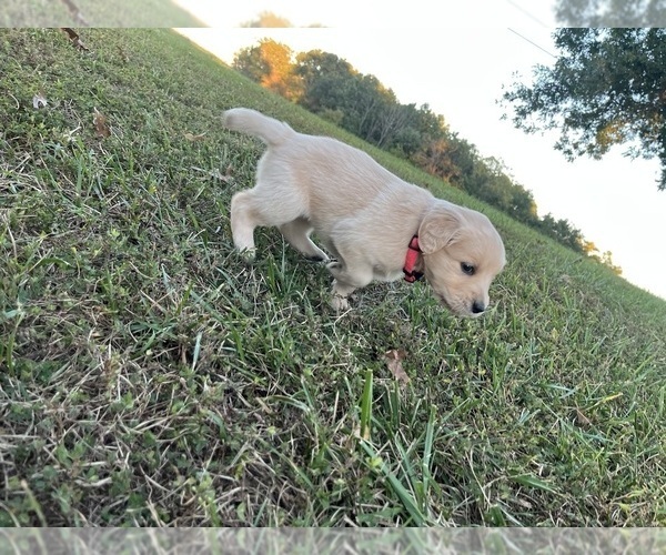 Medium Photo #3 English Cream Golden Retriever Puppy For Sale in CENTERTOWN, MO, USA