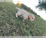 Small Photo #11 English Cream Golden Retriever Puppy For Sale in CENTERTOWN, MO, USA