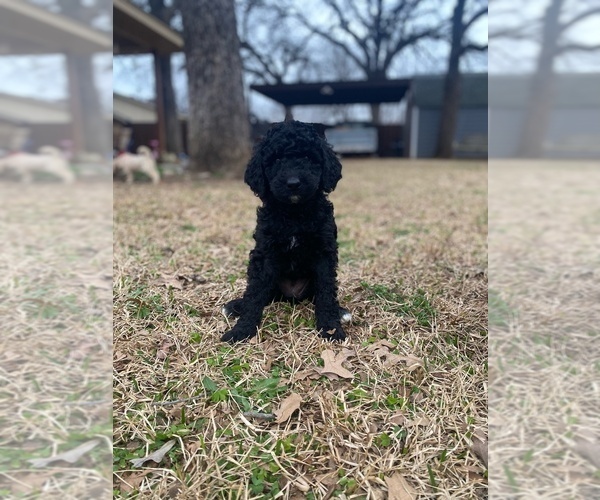 Medium Photo #6 Goldendoodle Puppy For Sale in SOUTHLAKE, TX, USA