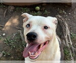 Small #1 Labrador Retriever Mix