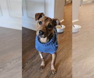 Labrador Retriever-Unknown Mix Dogs for adoption in Rockville, MD, USA