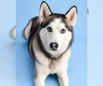 Small Siberian Husky