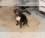 Small Labrador Retriever Mix