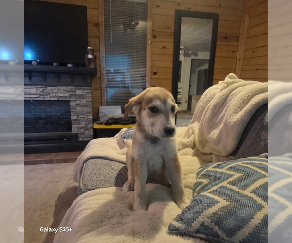 Medium Photo #4 Great Pyrenees-Unknown Mix Puppy For Sale in MIDWAY, UT, USA