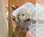 Litter of 2 - Male(s) and Female(s) Goldendoodle (Miniature)Litter of Puppies for Sale - Photo #6
