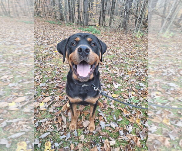 Medium Photo #3 Rottweiler Puppy For Sale in Gloversville, NY, USA