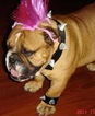 Small Photo #1 English Bulldog Puppy For Sale in OWASSO, OK, USA