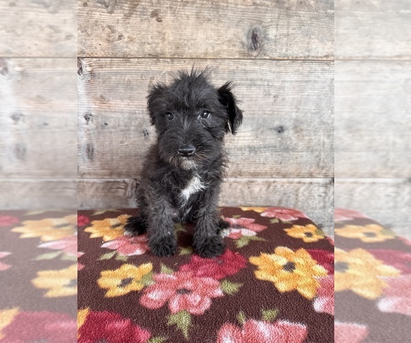 Medium Photo #8 Schnauzer (Miniature) Puppy For Sale in VERMONTVILLE, MI, USA